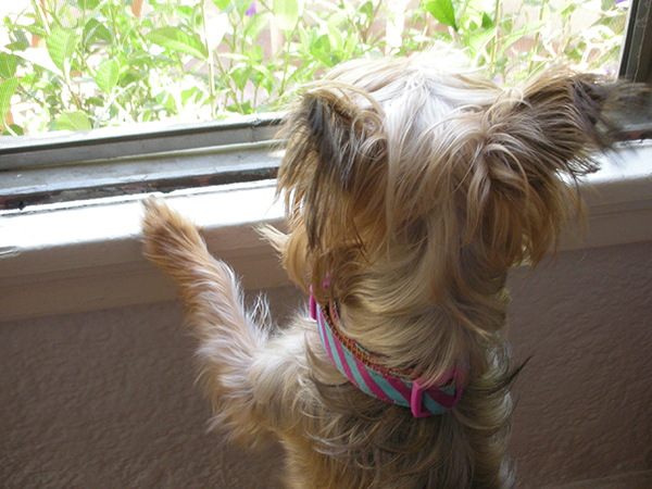 Silky Terrier Looking Out the Window